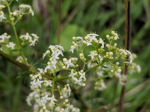 Valeriana ciliata (Tobacco root) — photo