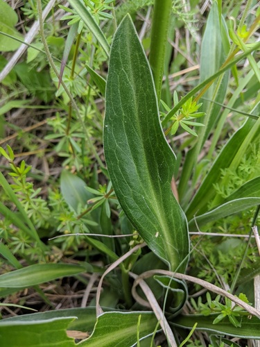 Valeriana ciliata (Tobacco root) — photo