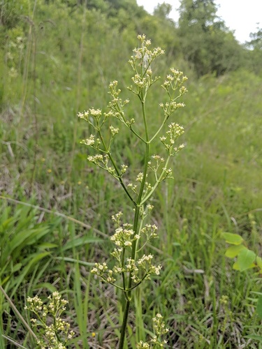 Valeriana ciliata