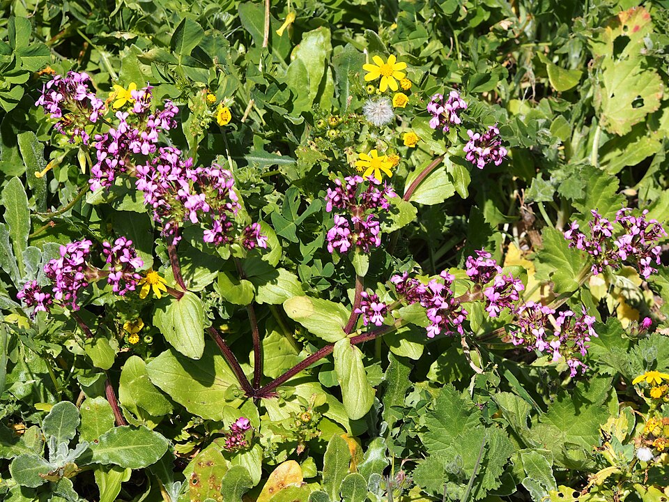 Valeriana cornucopiae (African valerian) — photo