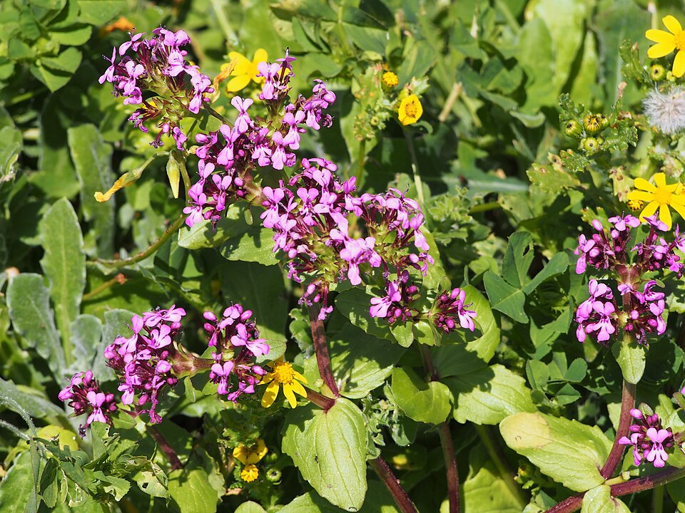 Valeriana cornucopiae