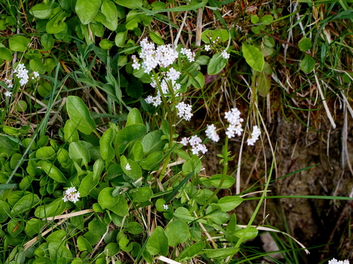 Valeriana dioica (Marsh Valerian) — photo
