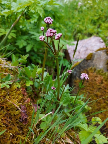Valeriana dioica (Marsh Valerian) — photo