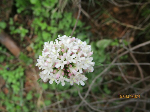 Valeriana dioscoridis — photo