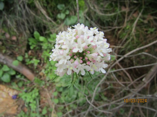 Valeriana dioscoridis