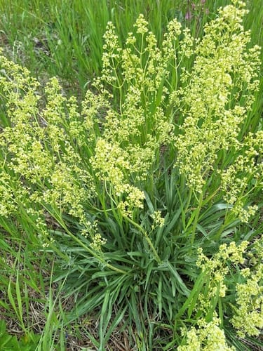 Valeriana edulis (Edible Valeriana) — photo