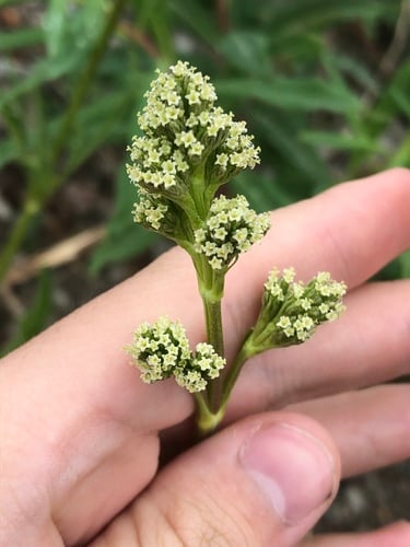Valeriana edulis subsp. procera (Mexican valerian) — photo