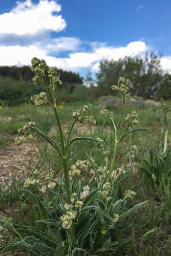 Valeriana edulis subsp. procera (Mexican valerian) — photo