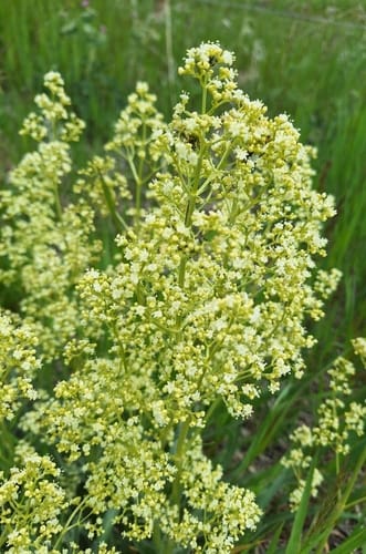 Valeriana edulis