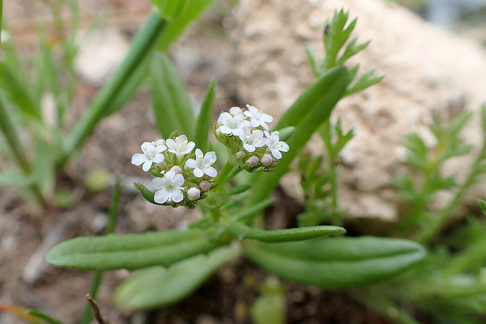 Valeriana eriocarpa (Narrow-fruit Cornsalad) — photo