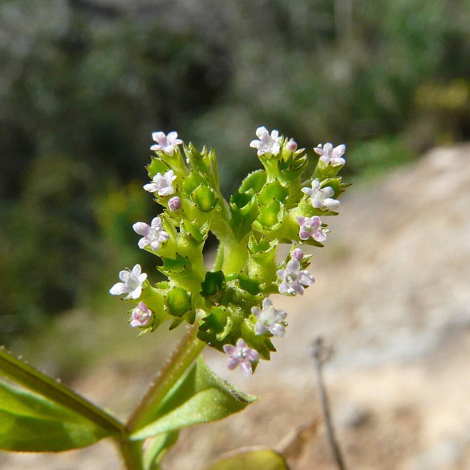 Valeriana eriocarpa