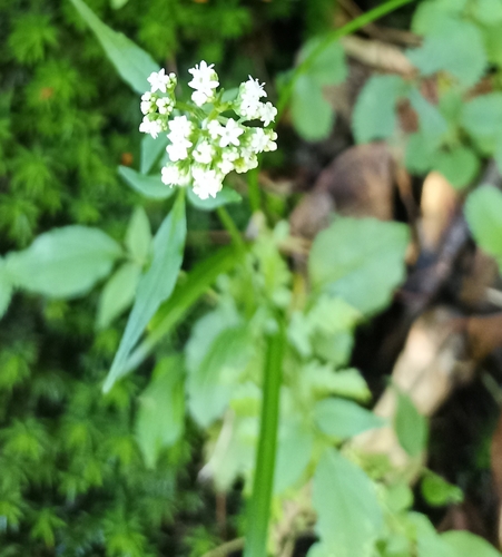 Valeriana hardwickii — photo
