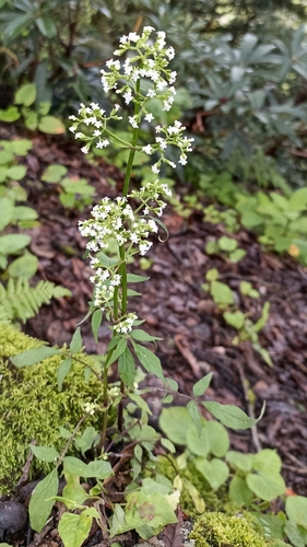 Valeriana hardwickii — photo