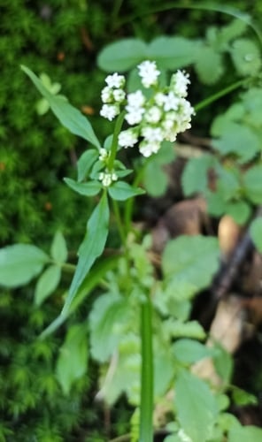 Valeriana hardwickii