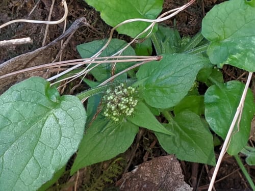 Valeriana jatamansi (Indian valerian) — photo