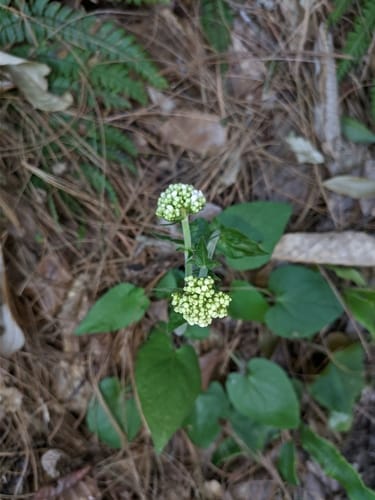 Valeriana jatamansi (Indian valerian) — photo