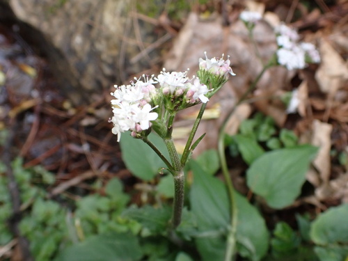 Valeriana jatamansi