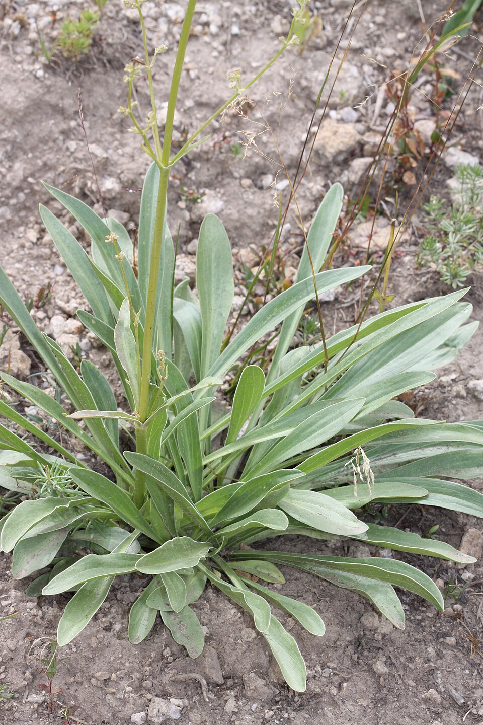 Valeriana obovata (Tobacco root) — photo