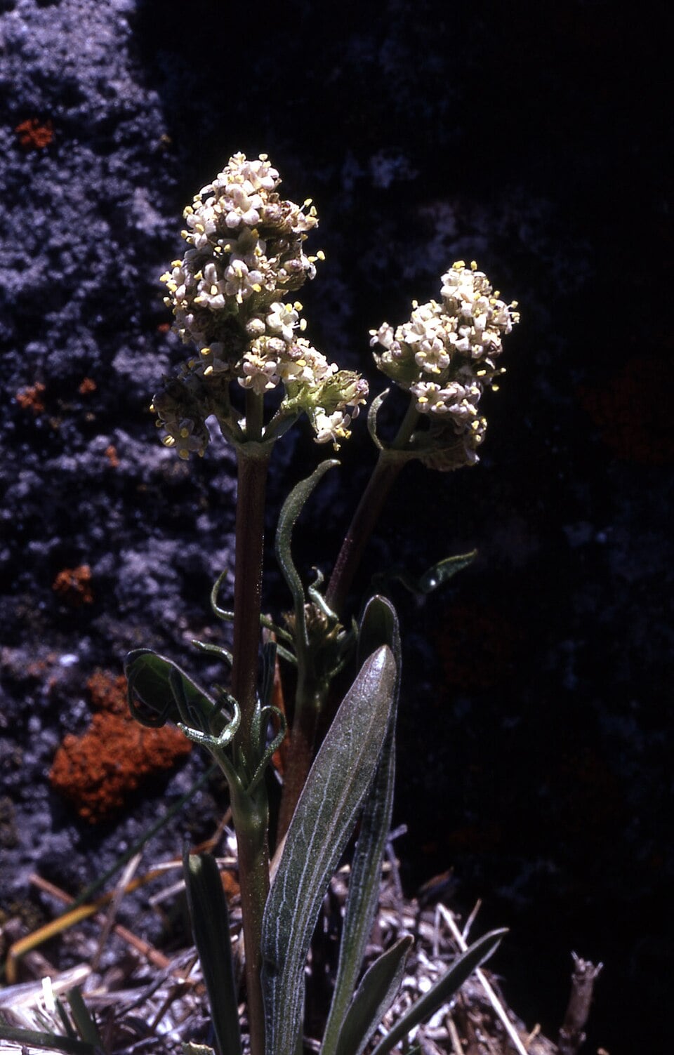 Valeriana obovata