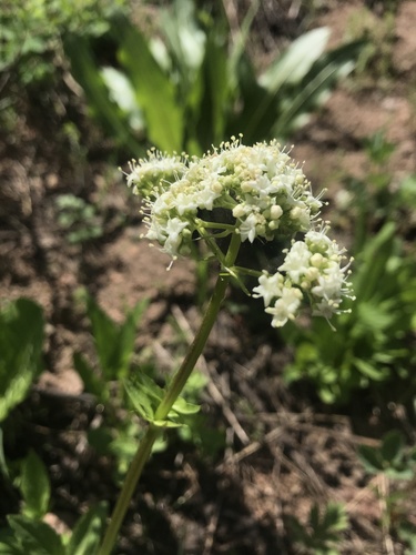 Valeriana occidentalis (Small-flower Valerian) — photo