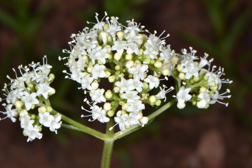 Valeriana occidentalis (Small-flower Valerian) — photo