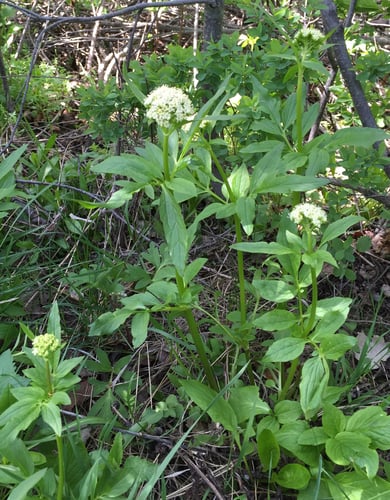 Valeriana occidentalis