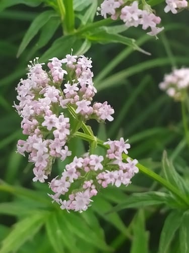 Valeriana officinalis (Valerian) — photo