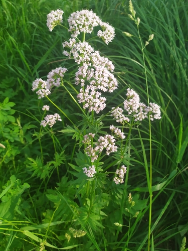 Valeriana officinalis