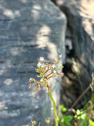Valeriana sambucifolia — photo