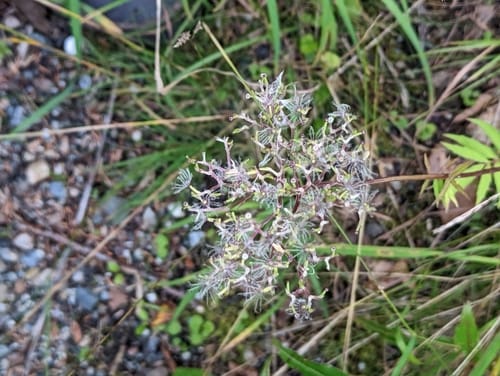 Valeriana sambucifolia — photo