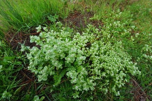 Valeriana samolifolia (Pink plectritis) — photo