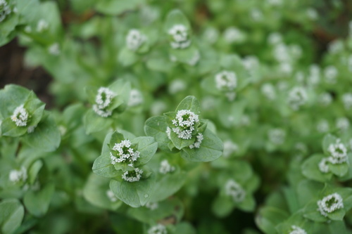 Valeriana samolifolia