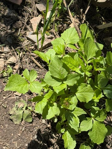 Valeriana sitchensis (Sitka Valerian) — photo