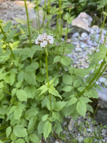 Valeriana sitchensis