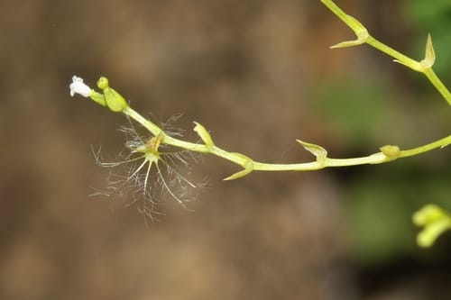 Valeriana sorbifolia — photo