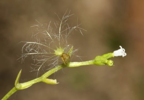 Valeriana sorbifolia — photo