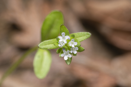 Valerianella carinata