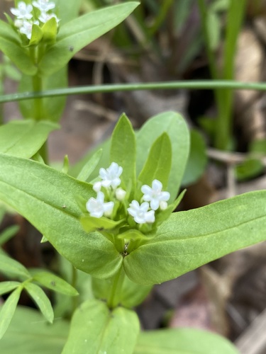 Valerianella chenopodiifolia (Goose-foot Cornsalad) — photo