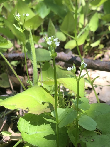 Valerianella chenopodiifolia (Goose-foot Cornsalad) — photo