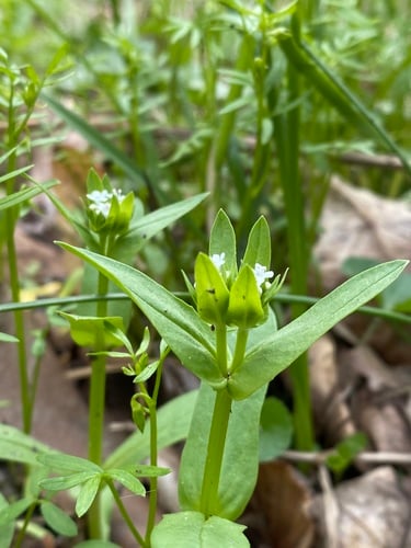 Valerianella chenopodiifolia