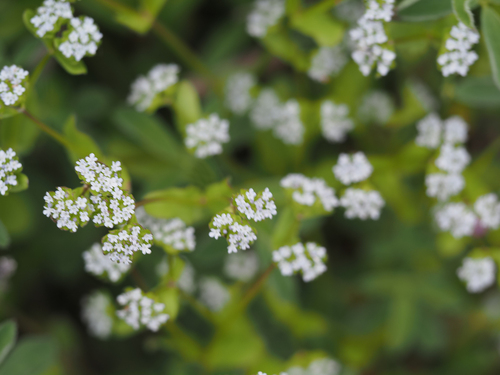 Valerianella locusta (Corn salad) — photo