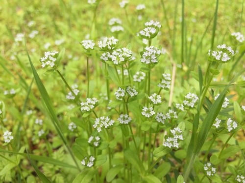 Valerianella locusta (Corn salad) — photo
