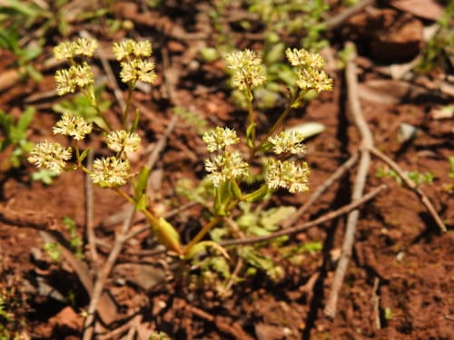 Valerianella microcarpa — photo