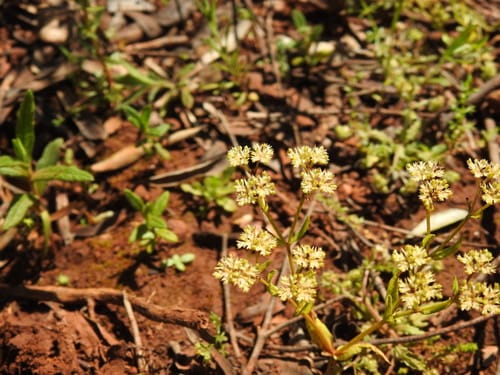 Valerianella microcarpa — photo