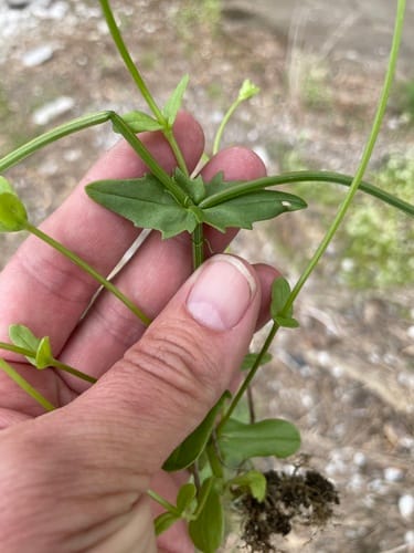 Valerianella radiata (Beaked Cornsalad) — photo