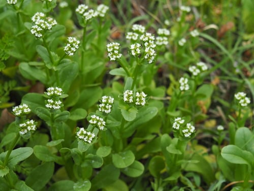 Valerianella radiata