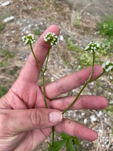 Valerianella radiata (Beaked Cornsalad) — photo
