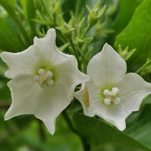 Vallaris glabra (Bead flower) — photo