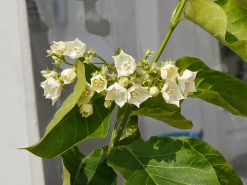 Vallaris glabra (Bead flower) — photo