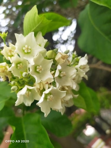 Vallaris glabra